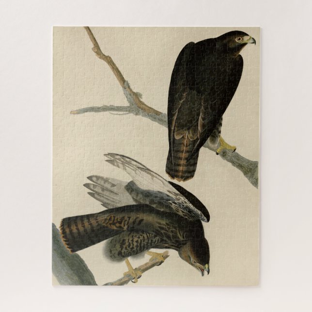Quebra-cabeça Guerreiro Negro (Falcão de cauda vermelha) de Aves (Vertical)