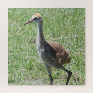 Quebra-cabeça Guindastes de Florida Sandhill na fotografia verde