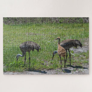 Quebra-cabeça Guindastes de Florida Sandhill na fotografia verde