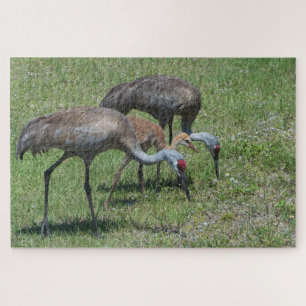 Quebra-cabeça Guindastes de Florida Sandhill que andam no campo