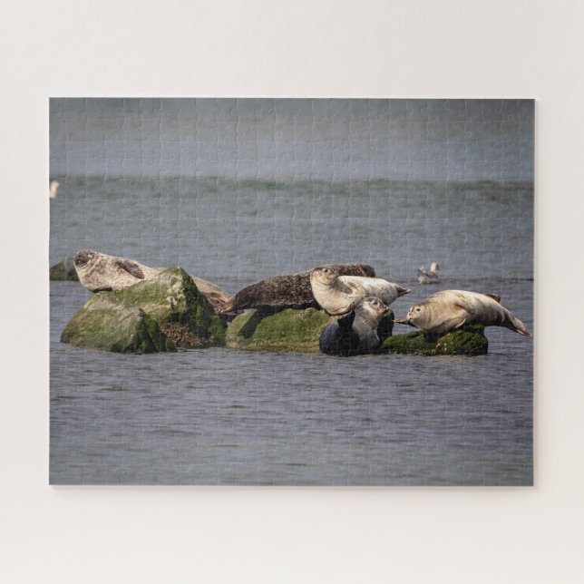 Quebra-cabeça Harbor Seals no Island Beach State Park (Horizontal)