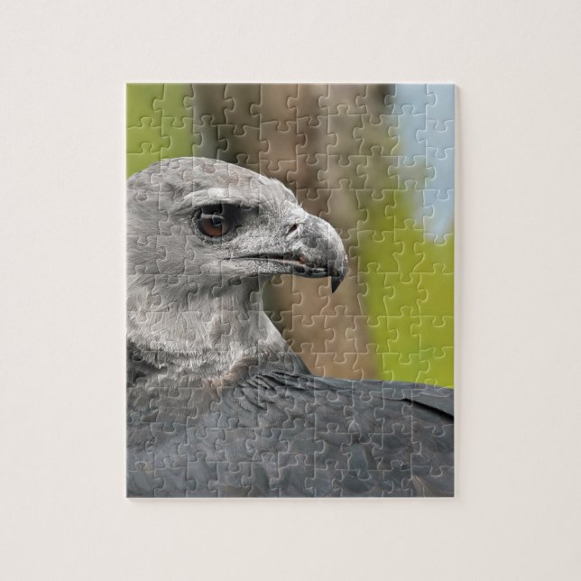 Quebra-cabeça Harpy Eagle 1.JPG (Vertical)