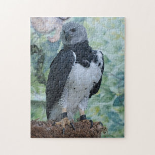 Quebra-cabeça Harpy Eagle ainda