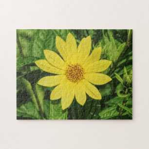 Quebra-cabeça Helianthus 'Lemon Queen' Girassol