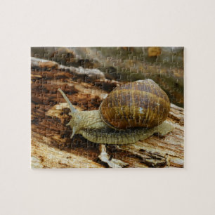 Quebra-cabeça Hélice romana Pomatia do caracol comestível de