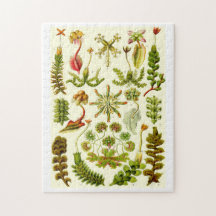 Hepaticae de Ernst Haeckel