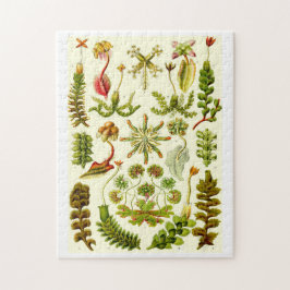 Quebra-cabeça Hepaticae de Ernst Haeckel