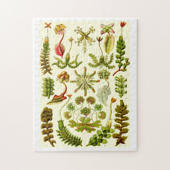 Quebra-cabeça Hepaticae de Ernst Haeckel (Vertical)