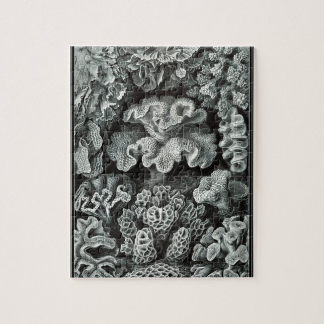 Quebra-cabeça Hexacoralla 69 - Ernst Haeckel 8x10 (Vertical)