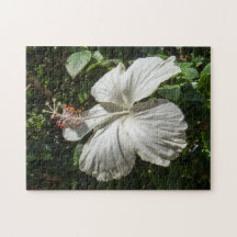 Hibisco Branco | Natureza pacífica