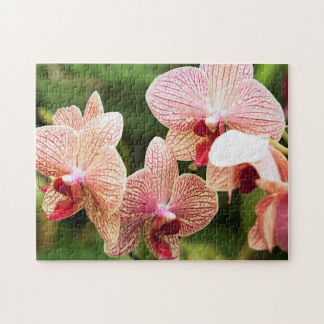 Quebra-cabeça Híbrido de Orquídea Laranja, África do Sul (Horizontal)