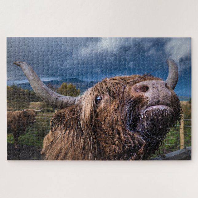 Quebra-cabeça Highland Cow, Escócia (Horizontal)