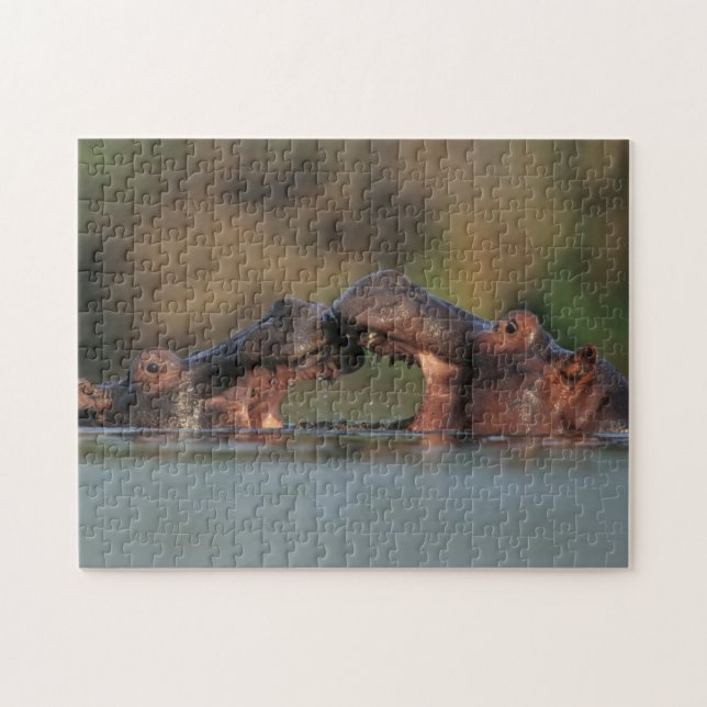 Quebra-cabeça Hipopótamos (Hippopotamus Amphibius) Lutando (Horizontal)