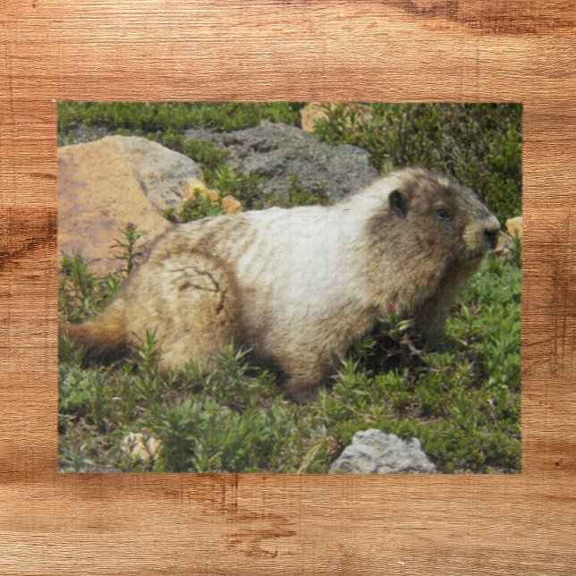 Quebra-cabeça Hoary Marmot Wildlife Photo (In Situ)