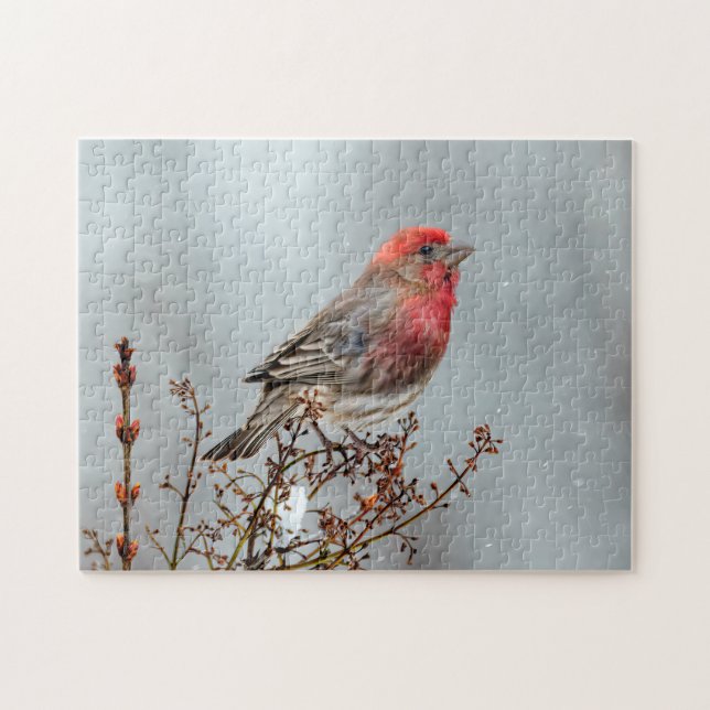Quebra-cabeça House Finch in Snow - Foto original (Horizontal)