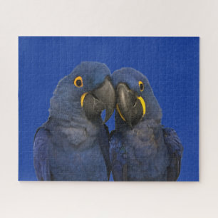 Quebra-cabeça Hyacinth Macaw Pássaro Rare Azul