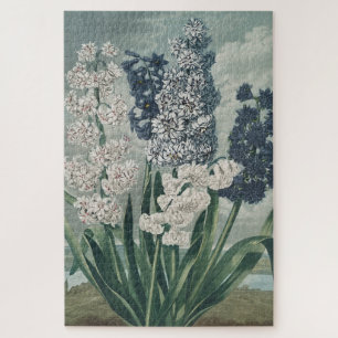 Quebra-cabeça Hyacinths (1807) - Exquisite Vintage Botânica