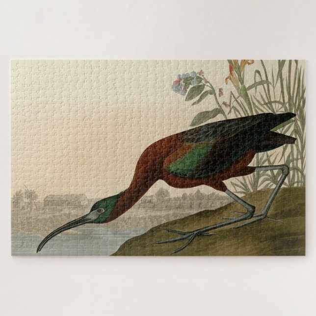 Quebra-cabeça Ibis brilhante - das Aves da América de Audubon (Horizontal)