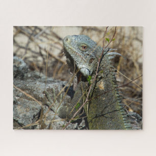 Quebra-cabeça Iguana Poing on Rock for Camera
