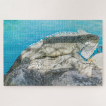 Iguana Sunbelt no Beach Rock