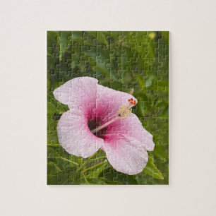 Quebra-cabeça Ilhas Cook, Atiu. Flor de hibisco.