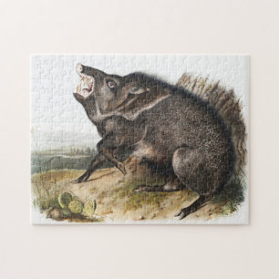 Quebra-cabeça Ilustração Collared Peccary Dycoteles torquatus