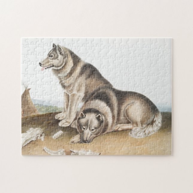 Quebra-cabeça Ilustração de Cão Esquimaux (Canis familiaris) (Horizontal)