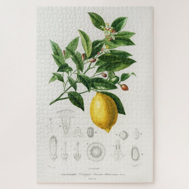 Quebra-cabeça Ilustração de Limão de Fruta de Citros e Limônio B (Vertical)