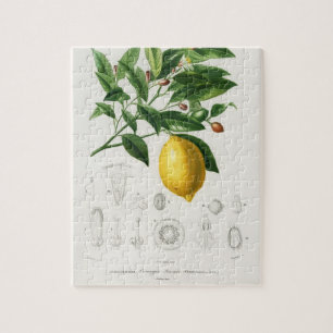 Quebra-cabeça Ilustração de Limão de Limão de Frutas de Citr