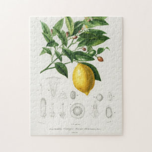 Quebra-cabeça Ilustração de Limão de Limão de Frutas de Citr