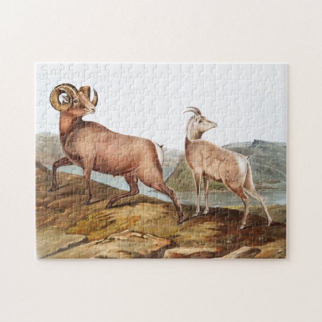 Quebra-cabeça Ilustração de Ovis montana (Rocky Mountain Sheep) (Horizontal)