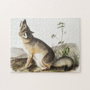 Quebra-cabeça Ilustração de Raposa Swift (Vulpes velox)
