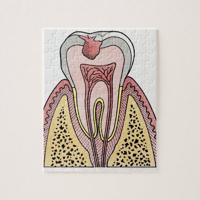 Quebra-cabeça Ilustração de seção cruzada mostrando o decaimento (Vertical)