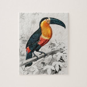 Quebra-cabeça Ilustração de Tucano Ramphastos Impressão de Arte