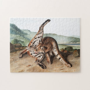 Quebra-cabeça Ilustração Texan Lynx (Lynx rufus var maculatus)