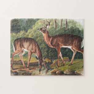 Quebra-cabeça Ilustração Virginiana Deer (Cervus Virginianus)