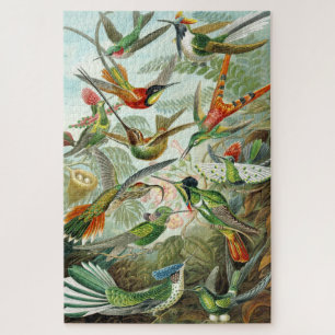 Quebra-cabeça Ilustrações de Hummingbird 1899, Ernst Haeckel,