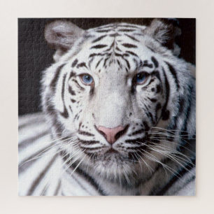 Quebra-cabeça Imagem de Fotografia em Tigre Branco