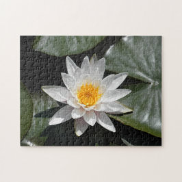 Quebra-cabeça Imagem Lily Lotus Belíssima