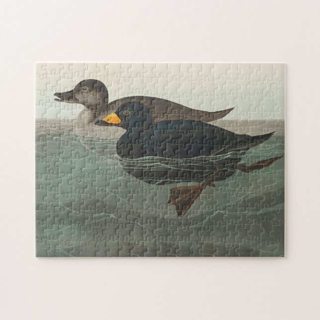 Quebra-cabeça Impressão do Pato-Marinho-Preto de Audubon: Pato C (Horizontal)