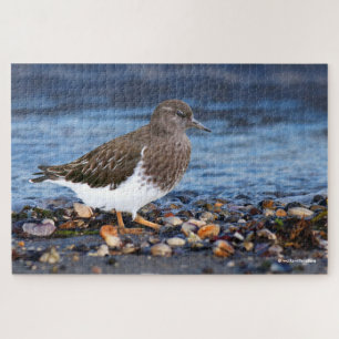 Quebra-cabeça Impressionante Black Turnstone na Praia