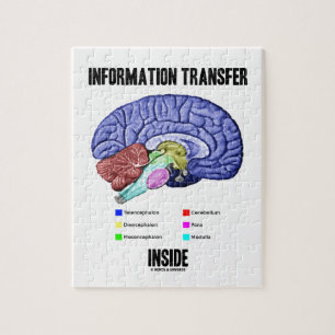 Quebra-cabeça Interior de transferência de informação (anatom
