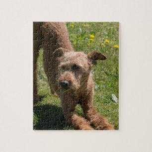 Quebra-cabeça Ioga de Terrier irlandês