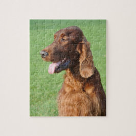 Quebra-cabeça Irish Setter