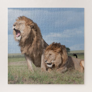 Quebra-cabeça Irmãos Lion preguiçosos na Savana