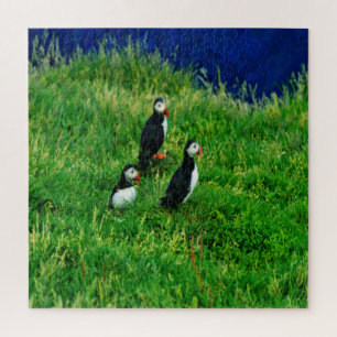 Quebra-cabeça Islândia - Puffins