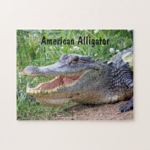Quebra-cabeça Jacaré americano