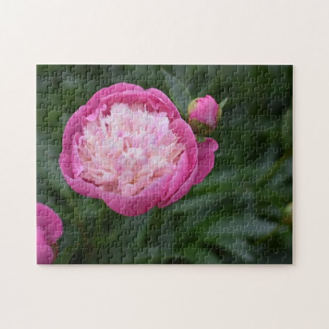 Quebra-cabeça Jardim de Fotografia da Flor de Peony Rosa (Horizontal)
