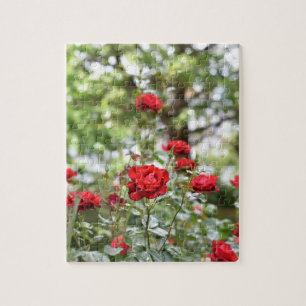 Quebra-cabeça Jardim de Fotografia da Flor Rosa vermelha