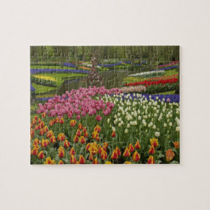 Quebra-cabeça Jardim de tulipas e jacintos, Jardins Keukenhof,